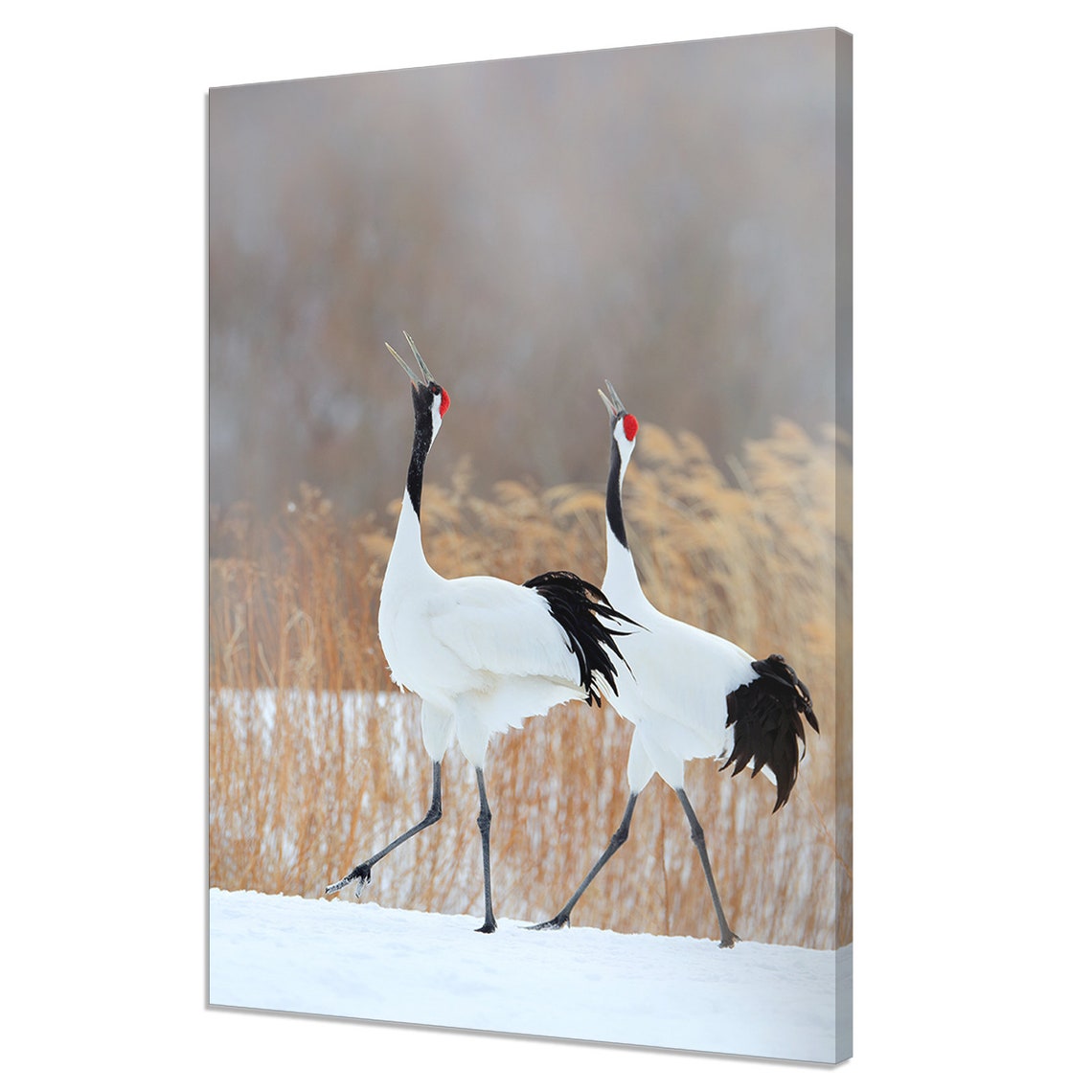 Pair Of Red Crowned Cranes Calling In Snow Golden Reeds Winter Poster