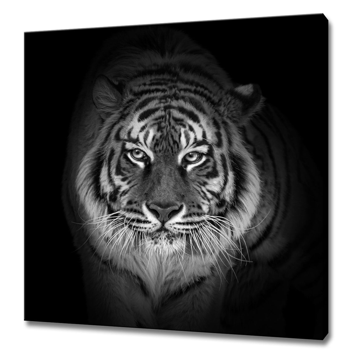 Tiger Black and White Dramatic Portrait Photo Wildlife Poster