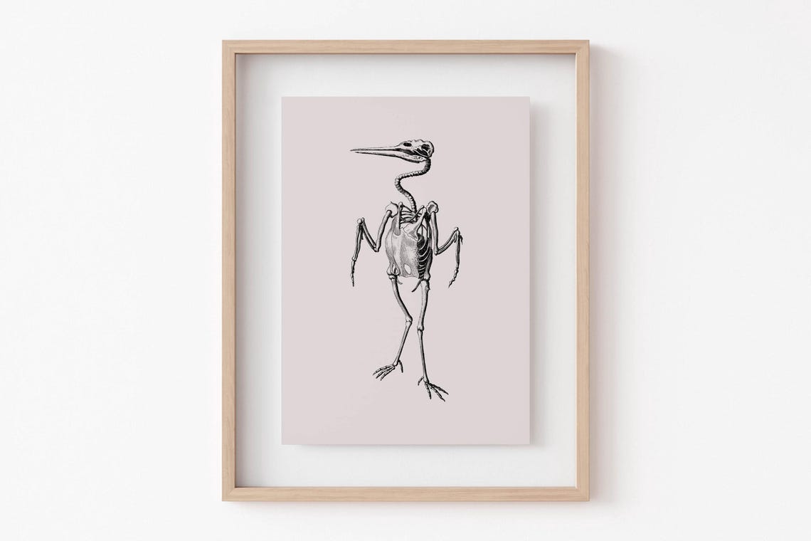 Vintage Bird Skeleton Scientific Illustration Blush Pink Poster - Image 5