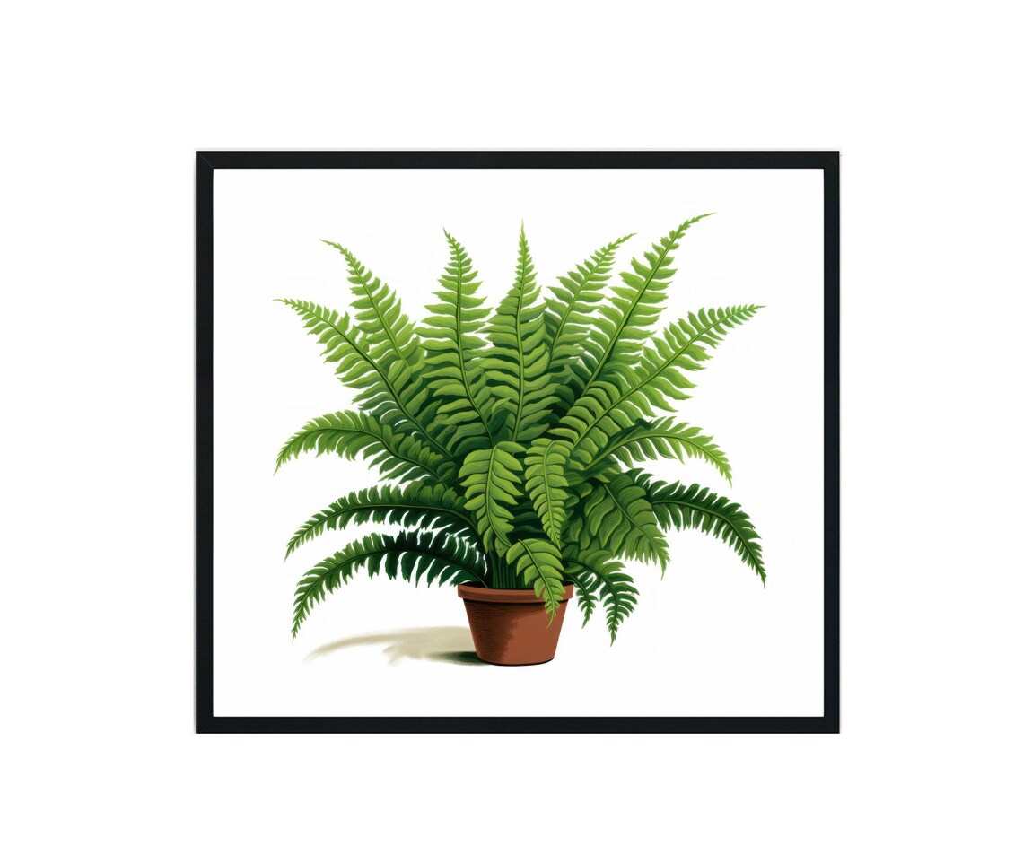 Boston Fern in a Terracotta Pot Botanical Illustration Poster