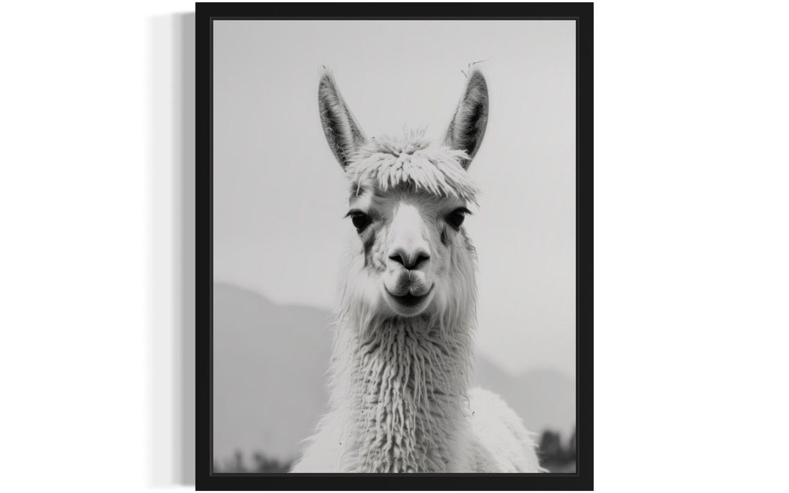Llama Face Close-Up Portrait Black and White Photography Poster