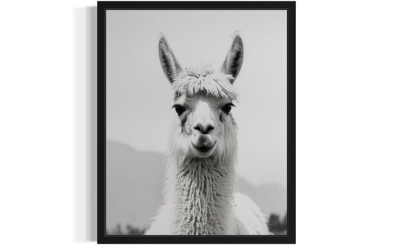 Llama Face Close-Up Portrait Black and White Photography Poster