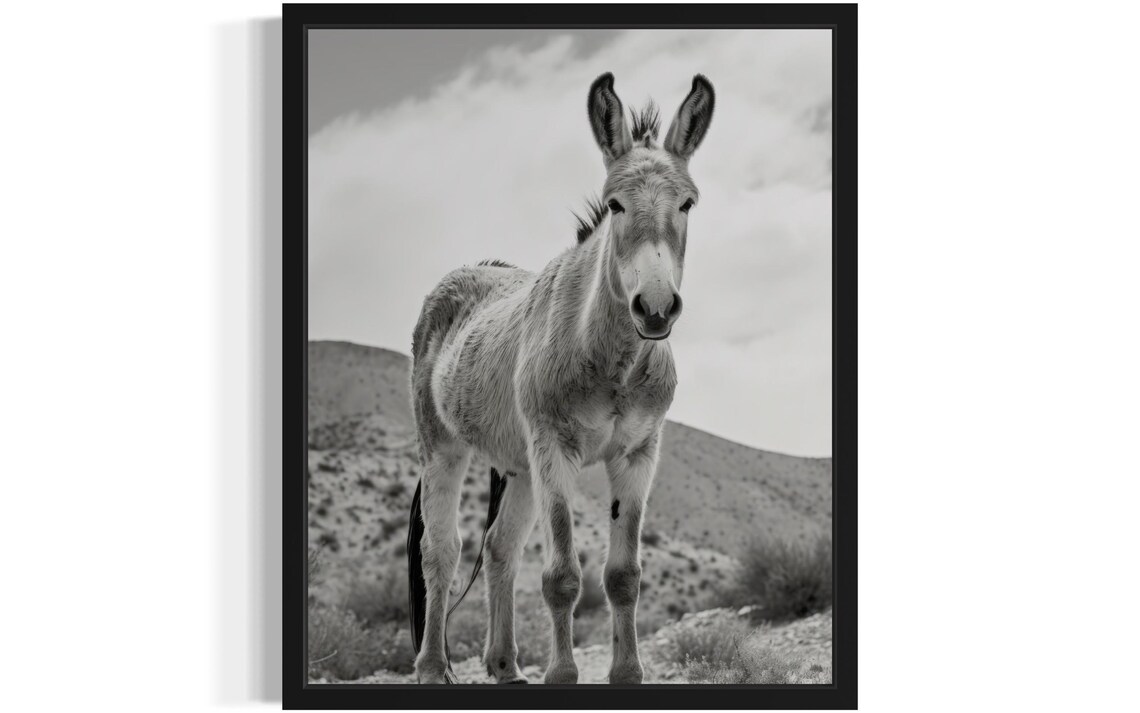 Wild Mule In Rocky Desert Landscape Black And White Photo Poster