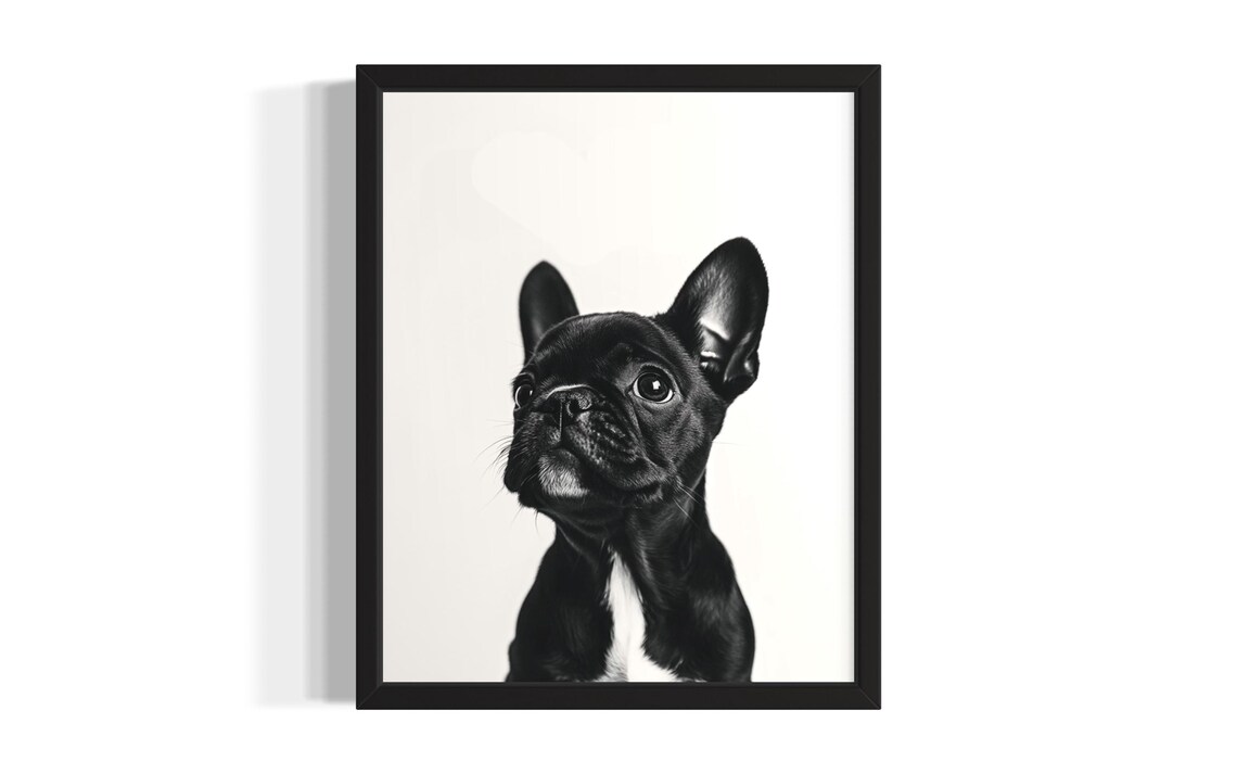 French Bulldog Puppy Black And White Minimalist Animal Portrait Poster