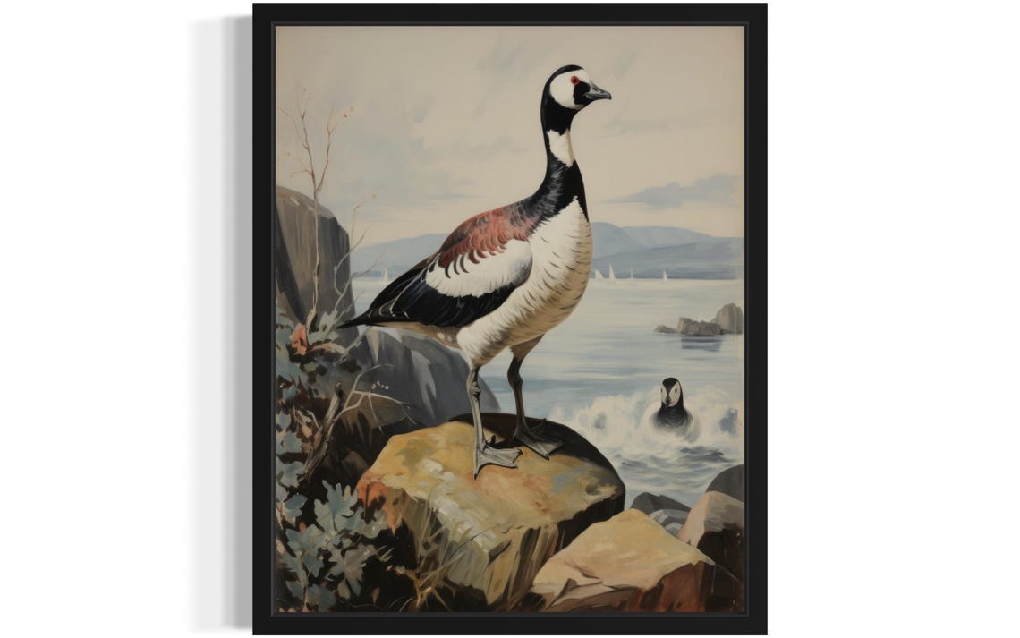 Barnacle Goose, Waterfowl Art Print