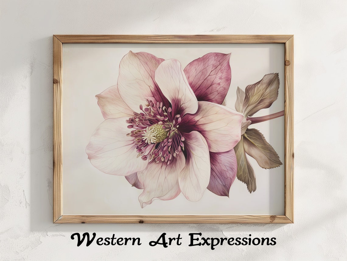 Blush Pink Hellebore Bloom Watercolor Botanical Illustration Poster