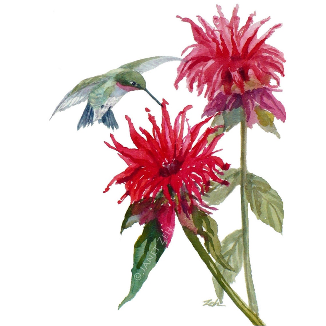 Hummingbird Red Bee Balm Monarda Watercolor Bird Flower Art Poster