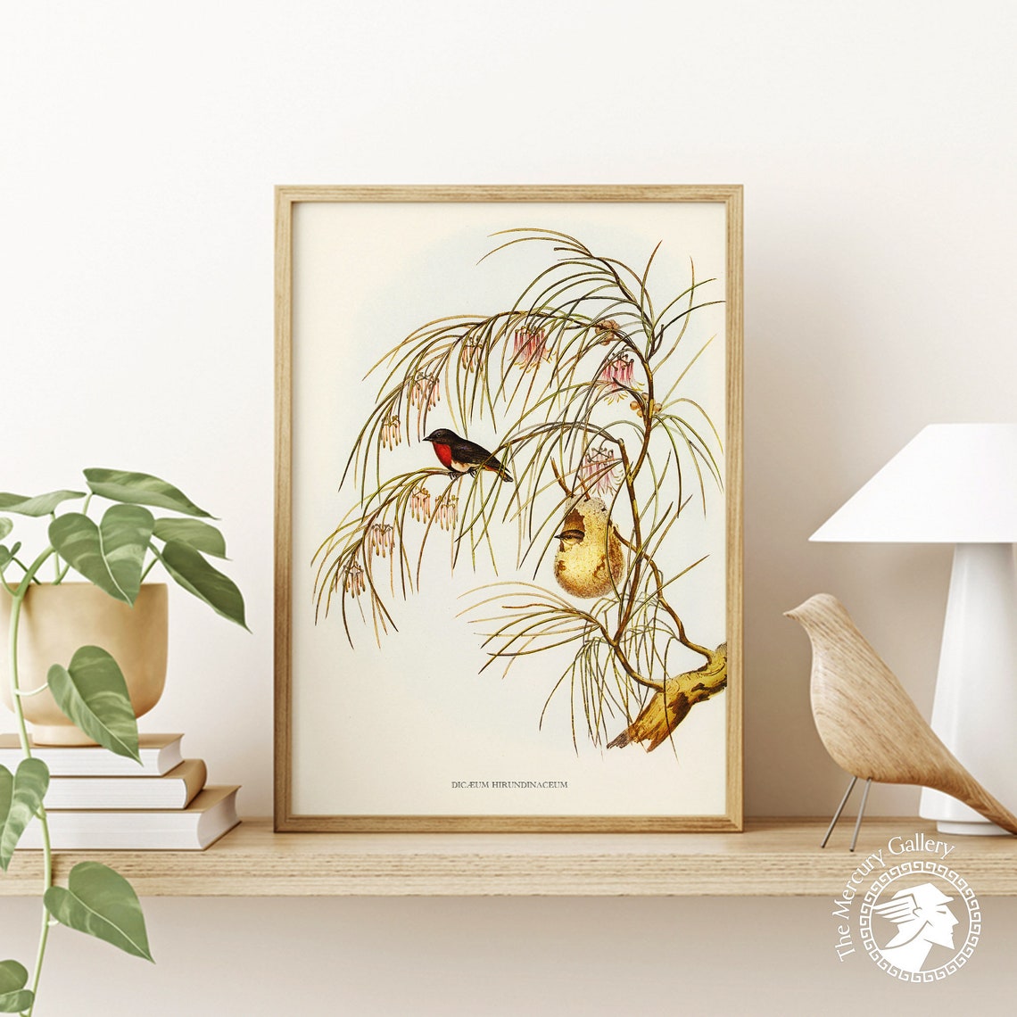 Vintage Mistletoebird Pair Antique Ornithology Illustration Wall Art