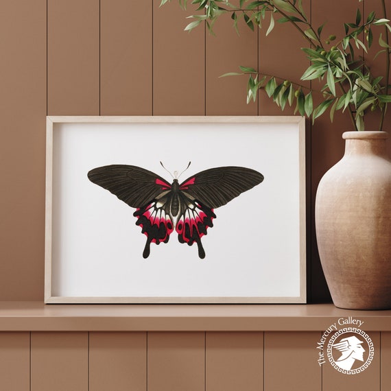 Botanical Butterfly Farmhouse Retro Art Print