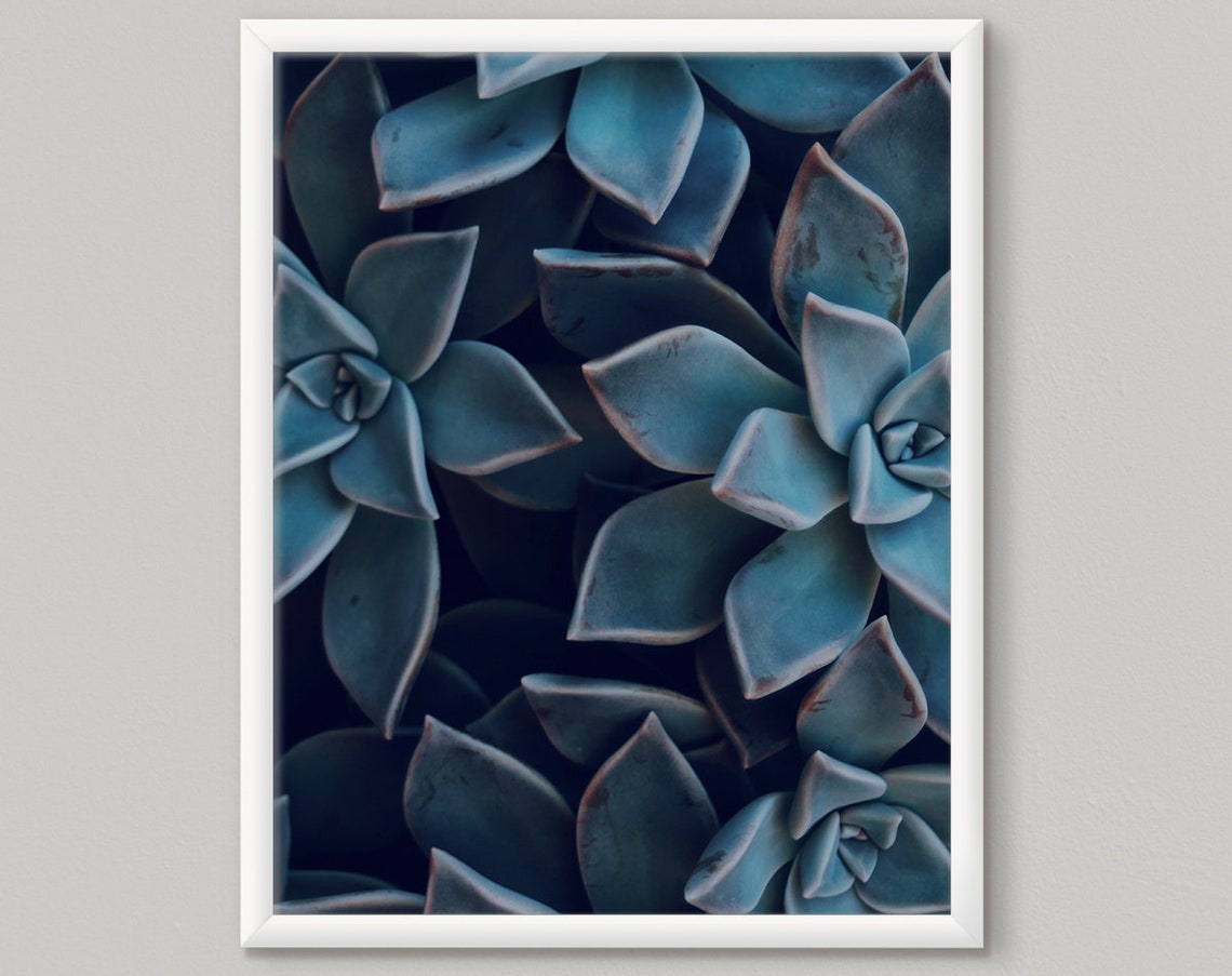 Blue Succulent Plants Close Up Botanical Photography Wall Art