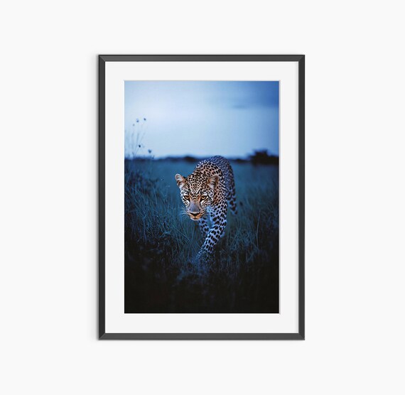 Cheetah Print Photography Animal Poster Leopard Nature Prints Fine Art Museum Quality