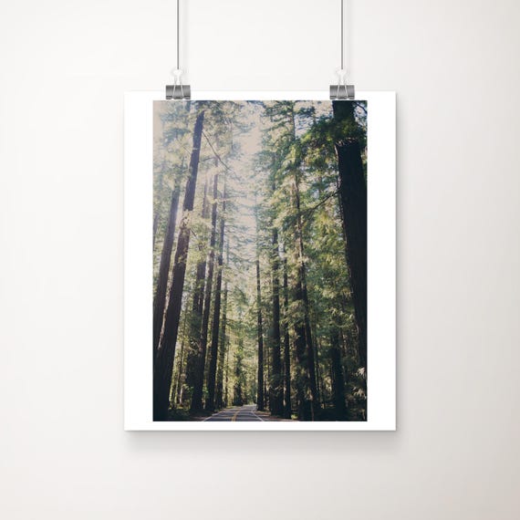 Giant Redwood Print Avenue Of Giants Nature Photography