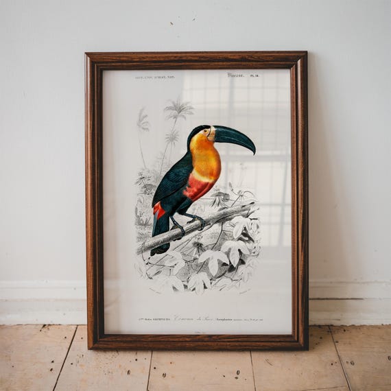 Bird Illustrations Toucan Print Poster Art Charles Dessalines D Orbigny Botany Home Decor