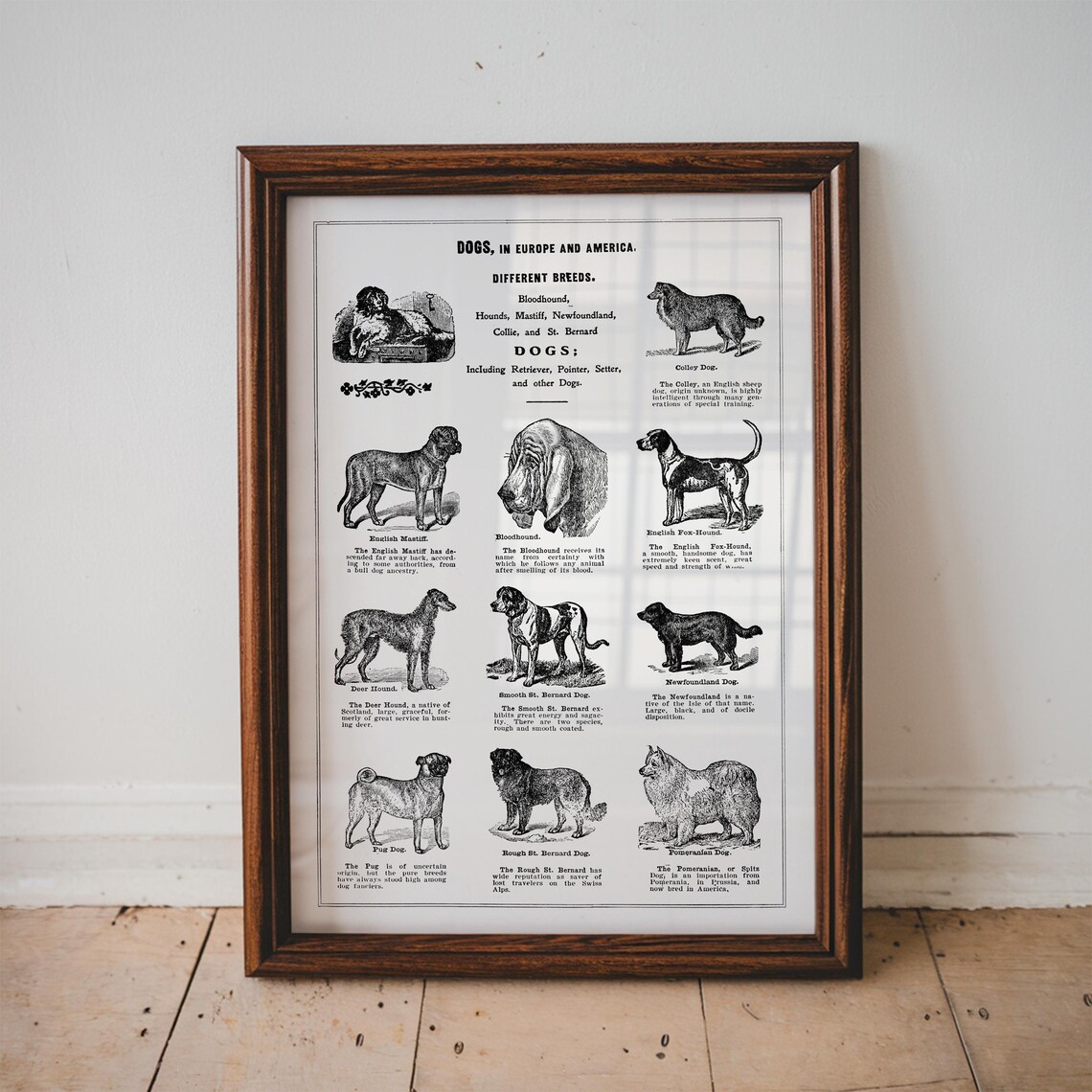 Dogs of Europe and America Vintage Breed Chart Engraving Poster