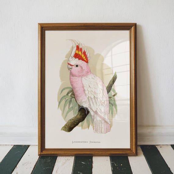 Leadbetter Cockatoo Vintage Print Tropical Bird Poster Antique Animal Painting Wall Art Decor Illustration