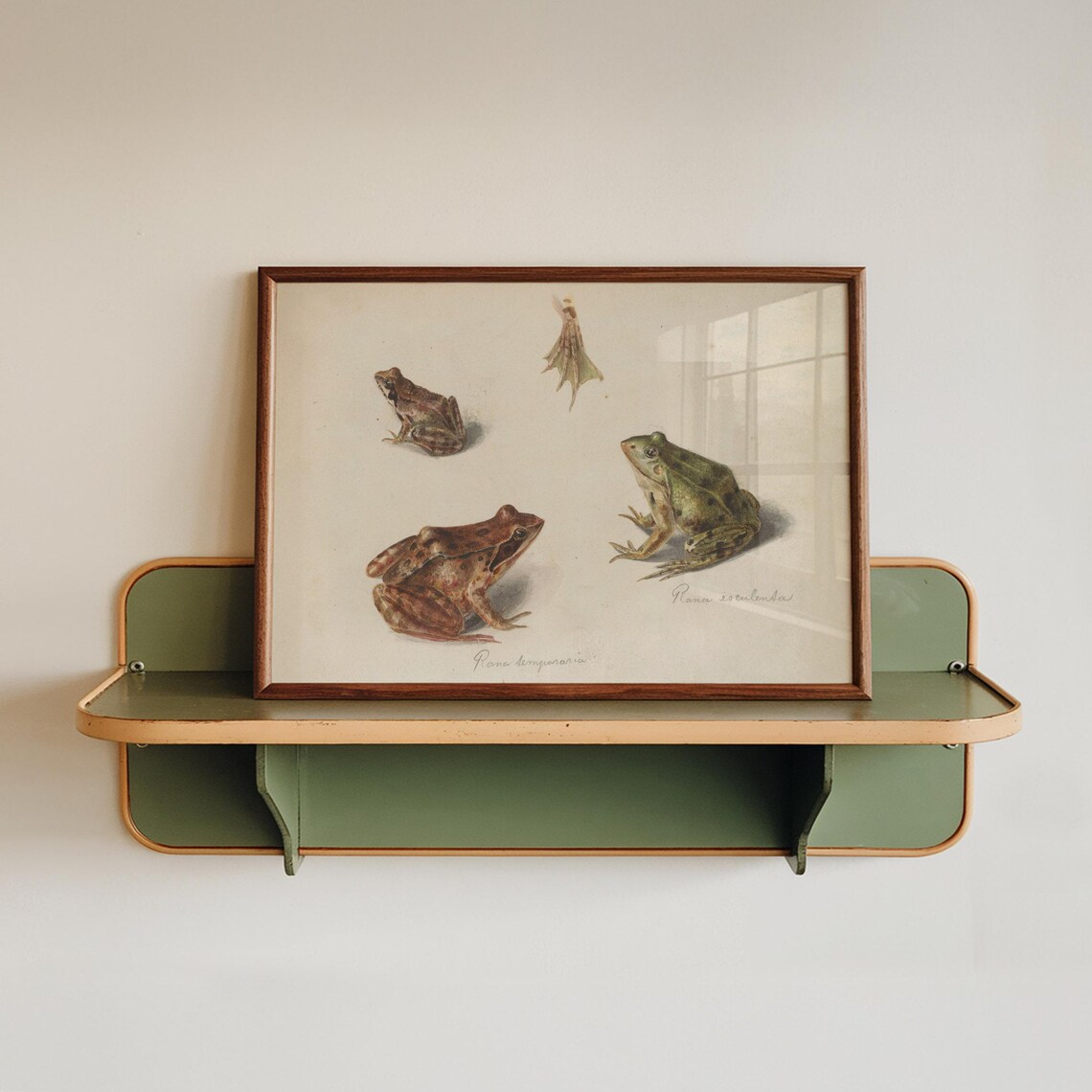 Vintage Frog Anatomy Scientific Illustration Rana Species Poster