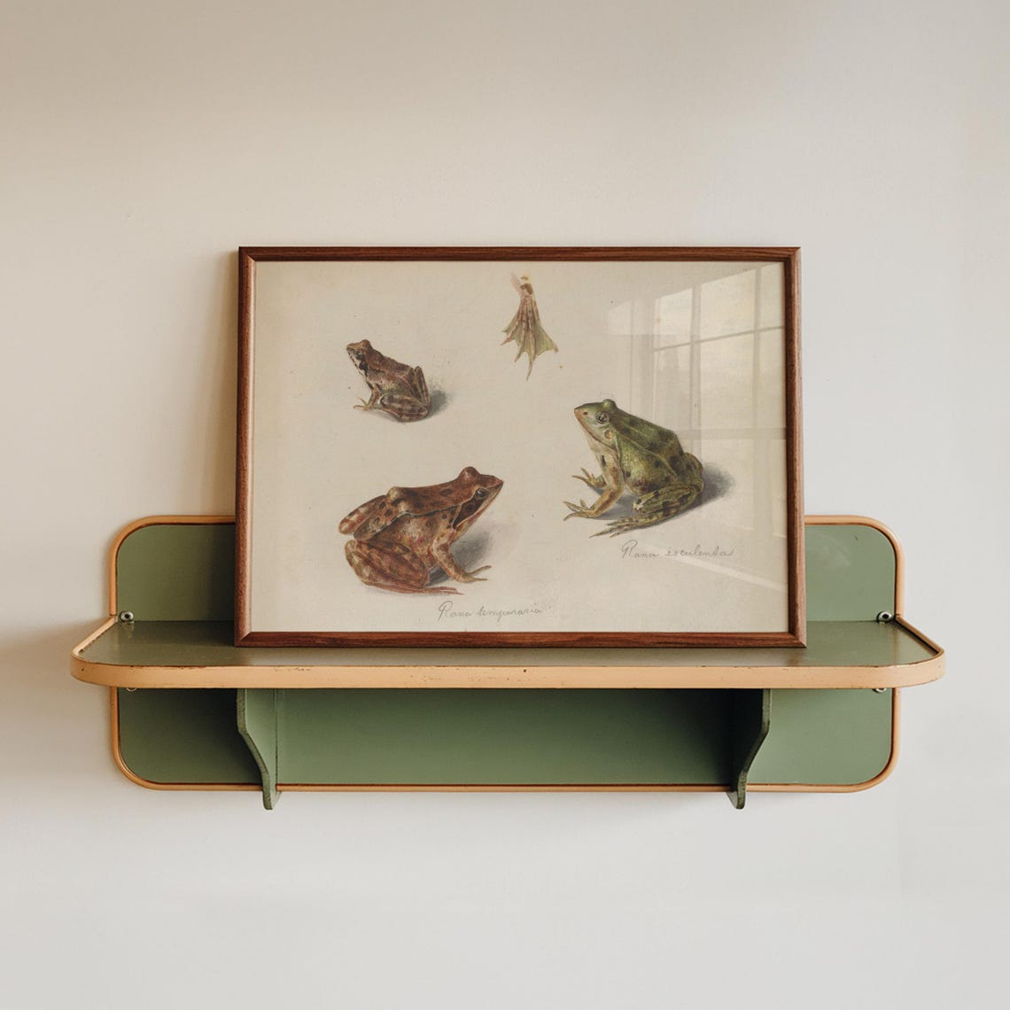 Vintage Frog Poster Illustration Science Textbook Wall Art Bedroom Decor