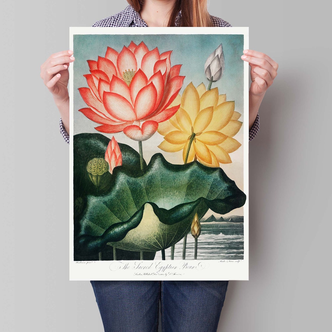Robert John Thornton Sacred Egyptian Bean Lotus Flower Poster - Image 4