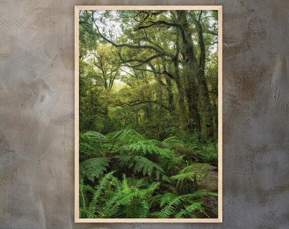 Ferns And Forest Idyll In The Rainforest Premium Wall Picture With Wooden Frame Tropical Rainforest Landscape Photography Wall Art Print