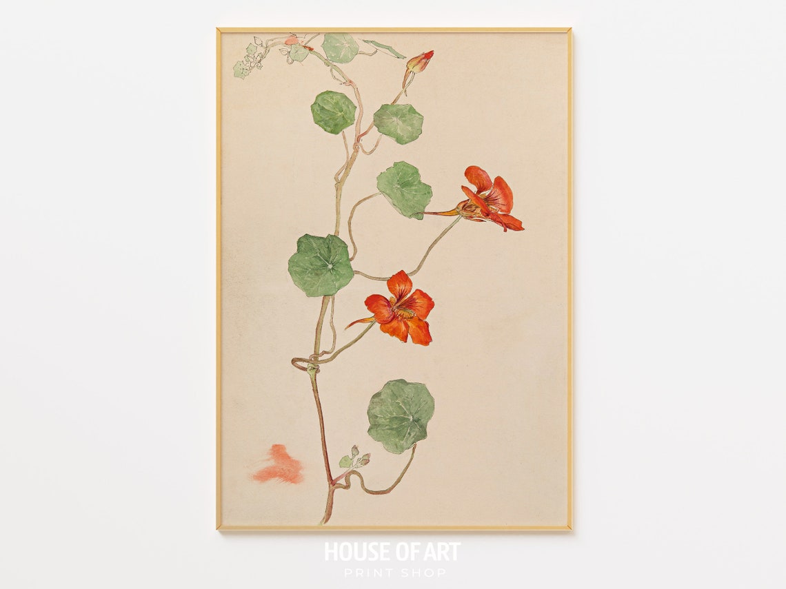 Nasturtium Vine Botanical Study Red Flowers Minimal Plant Sketch Print