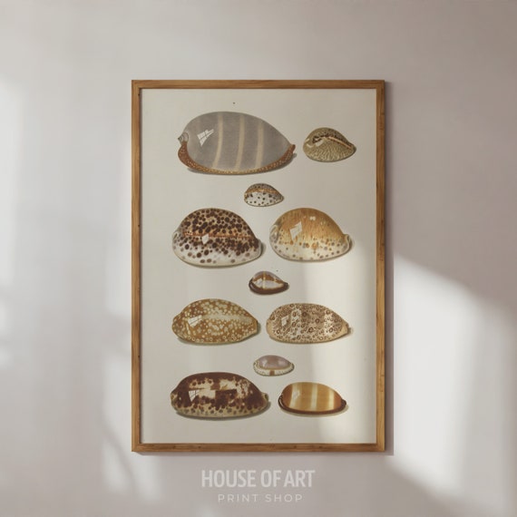 Sea Shells Watercolor Painting 11 Tropical Cowry Shells Artwork Coastal Drawing Gallery Wall Print Wall Art