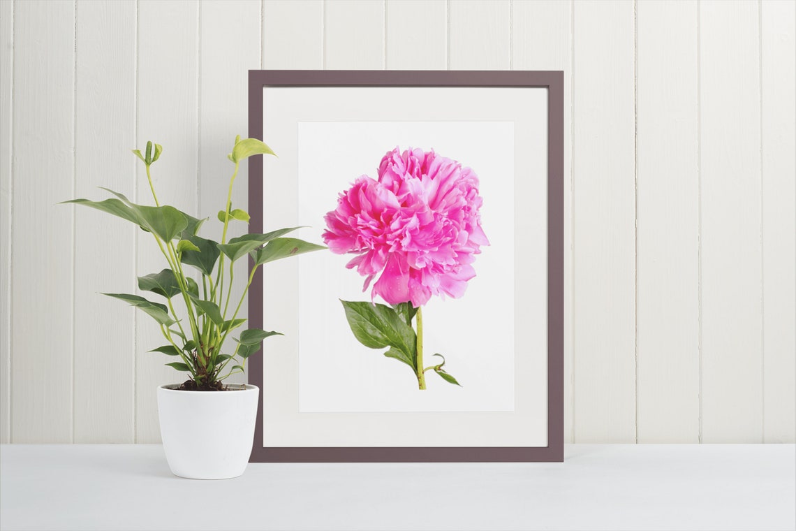 Pink Peony Flower Photography Minimalist Floral Wall Decor Poster - Image 9