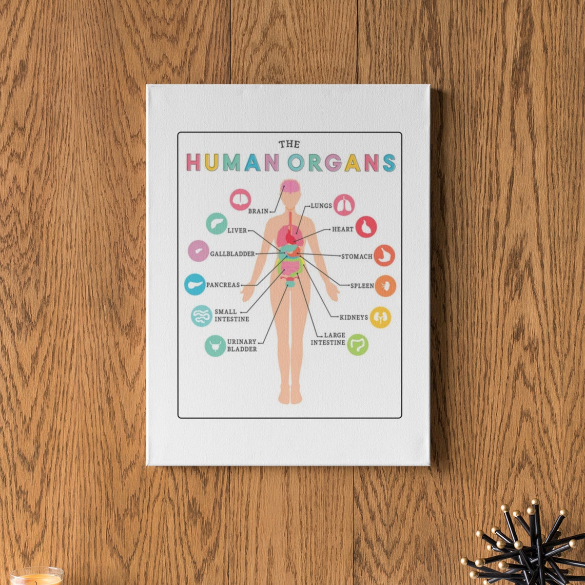 Human Organs Anatomy Chart Educational Science Classroom Poster - Image 2