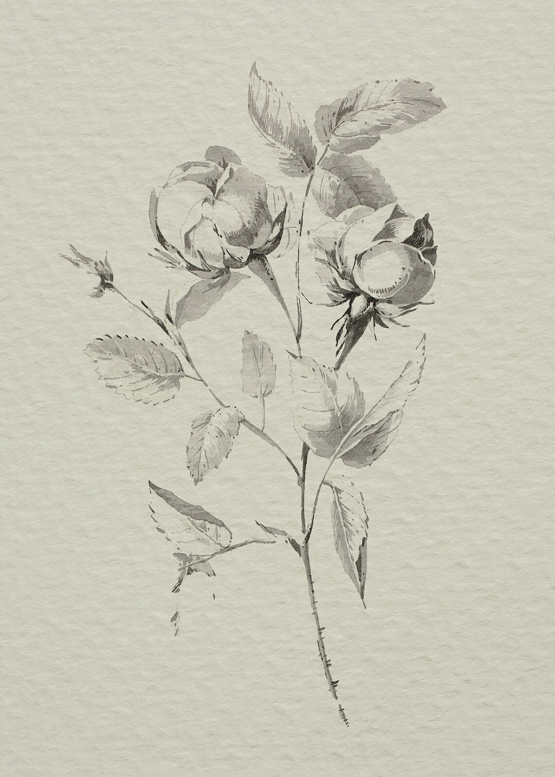 Vintage Flower Drawing Poster Print, Rustic Botanical Sketch - Image 4