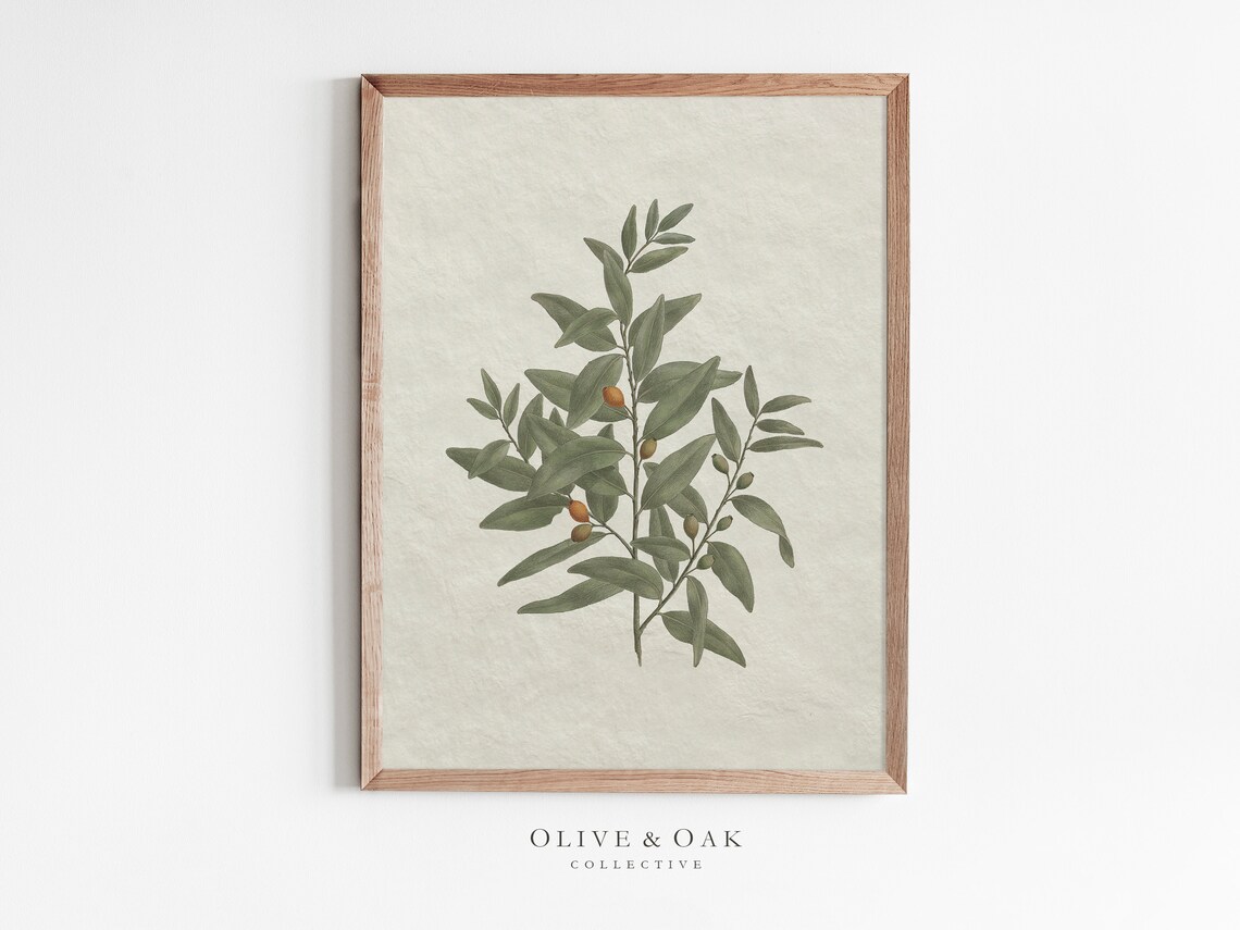 Olive Branch - Vintage Botanical Sketch