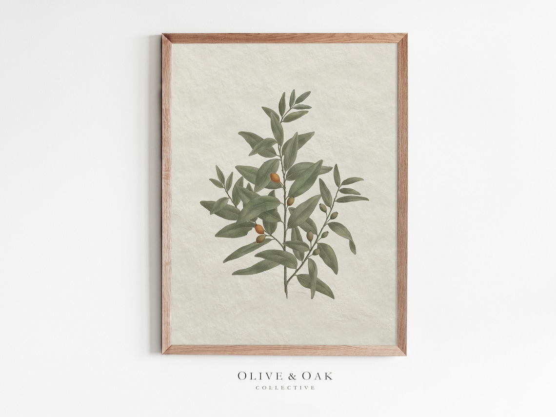 Vintage Botanical Olive Branch Sketch, Kitchen Art Print