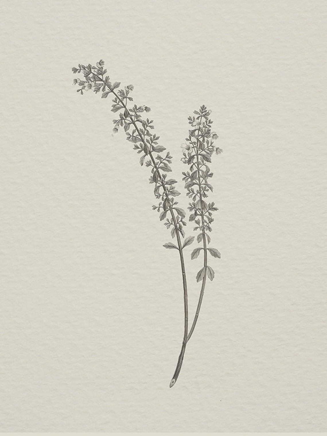Vintage Botanical Drawing, Sketch Art Print - Image 4
