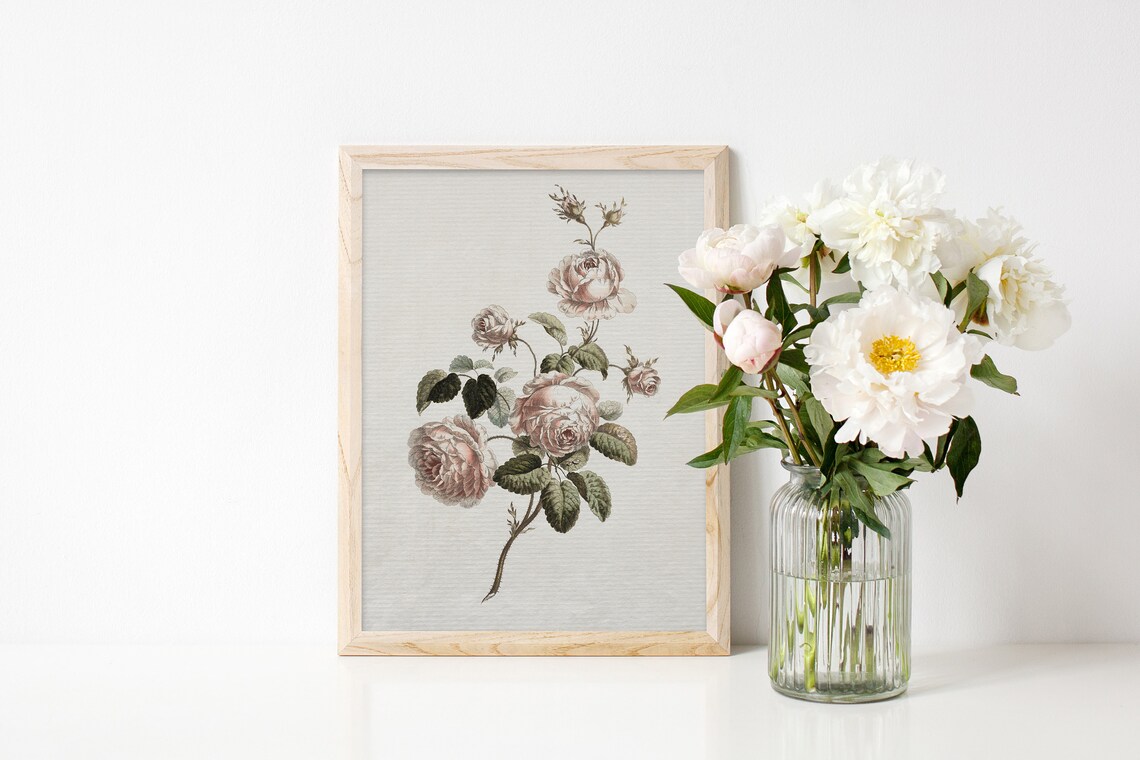 Vintage Blush Rose Botanical Art Print, Nursery Decor - Image 2
