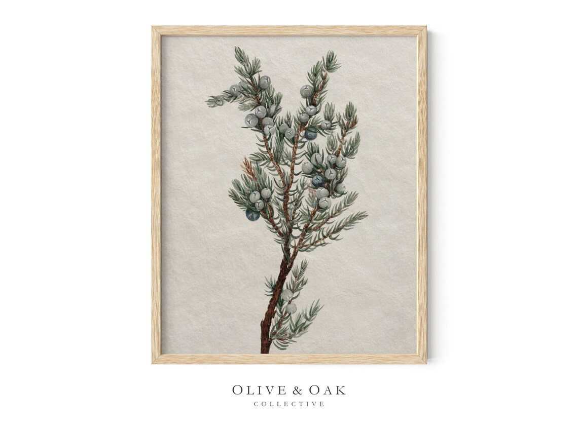 Vintage Botanical Winter Tree Branch Drawing - Image 4