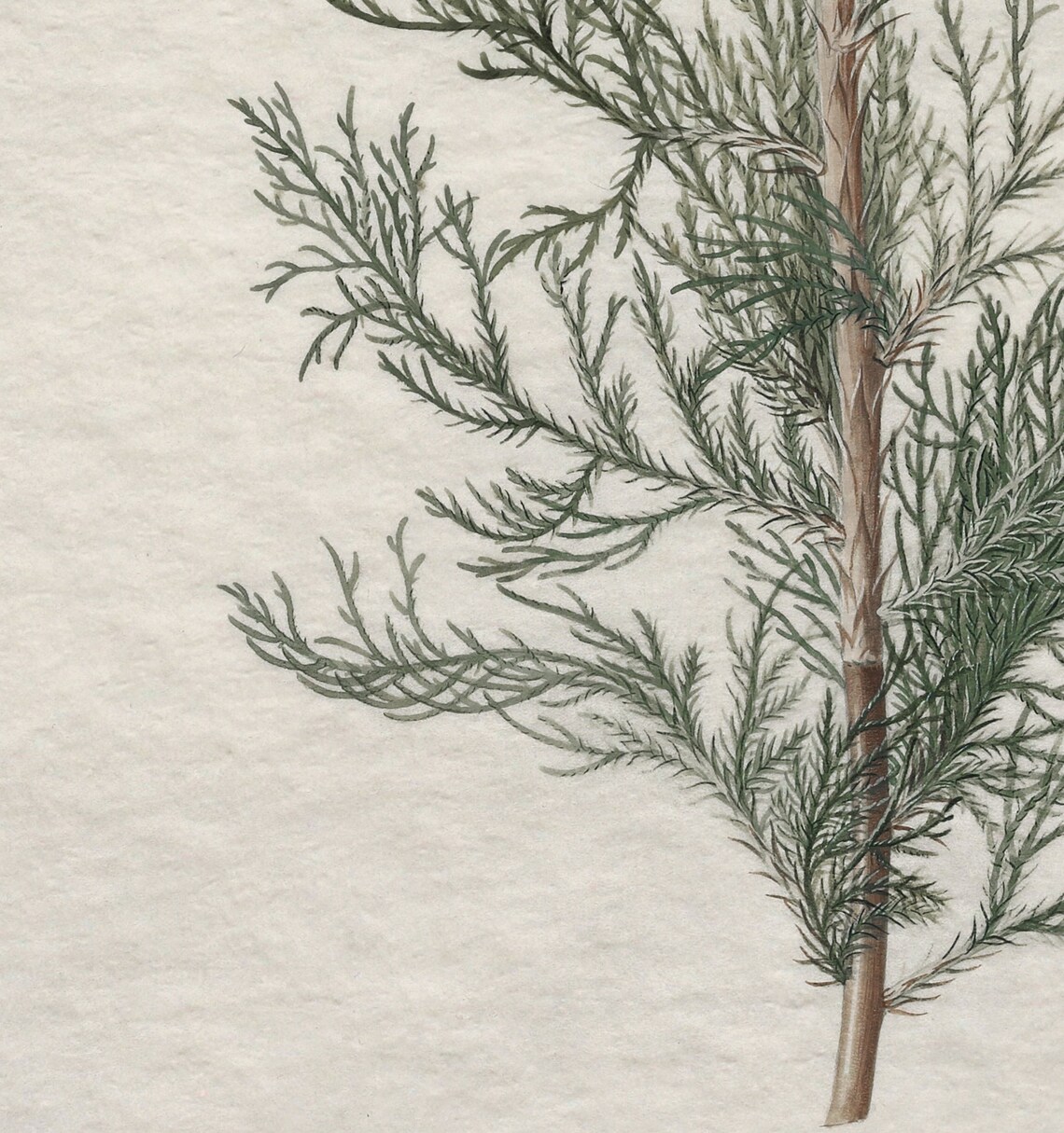 Winter Botanical Art Print, Juniper Tree Branch - Image 2