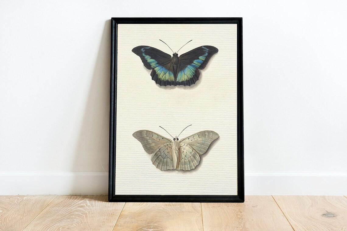 Vintage Botanical Study Butterfly Drawing, Art Print - Image 4