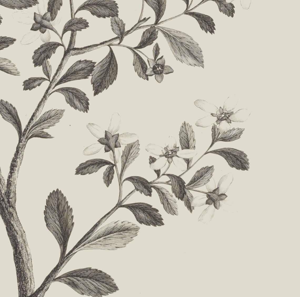 Simple Branch Drawing Botanical Art Print, Neutral - Image 3
