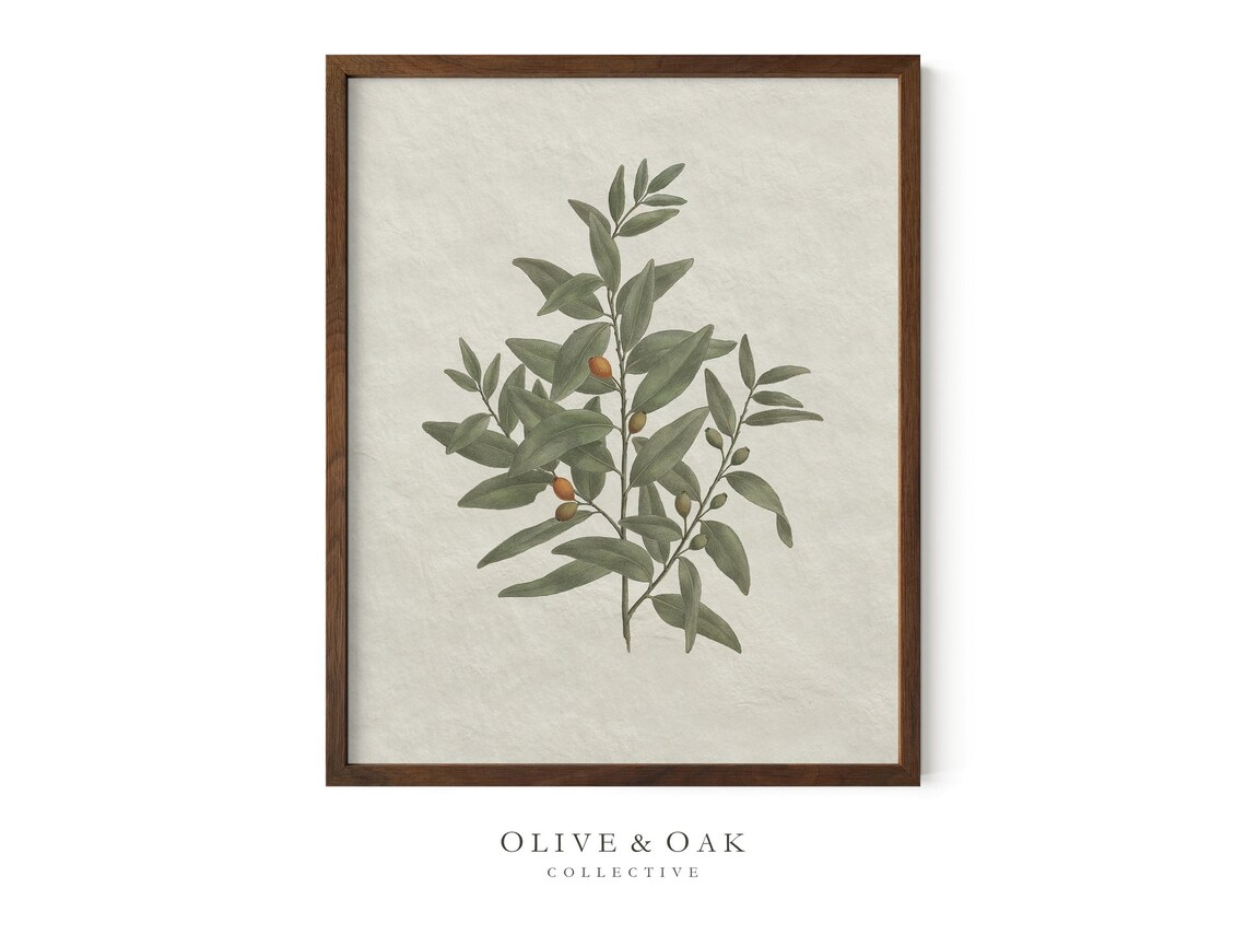 Vintage Botanical Olive Branch Sketch, Kitchen Art Print - Image 3