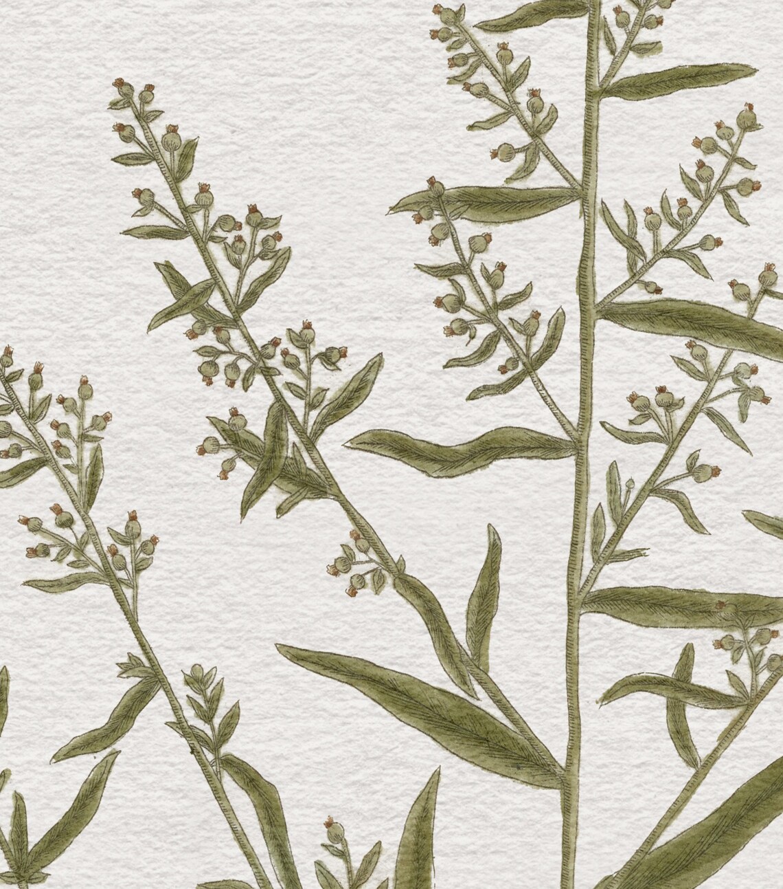 Tarragon Drawing, Botanical Kitchen Art Print - Image 3