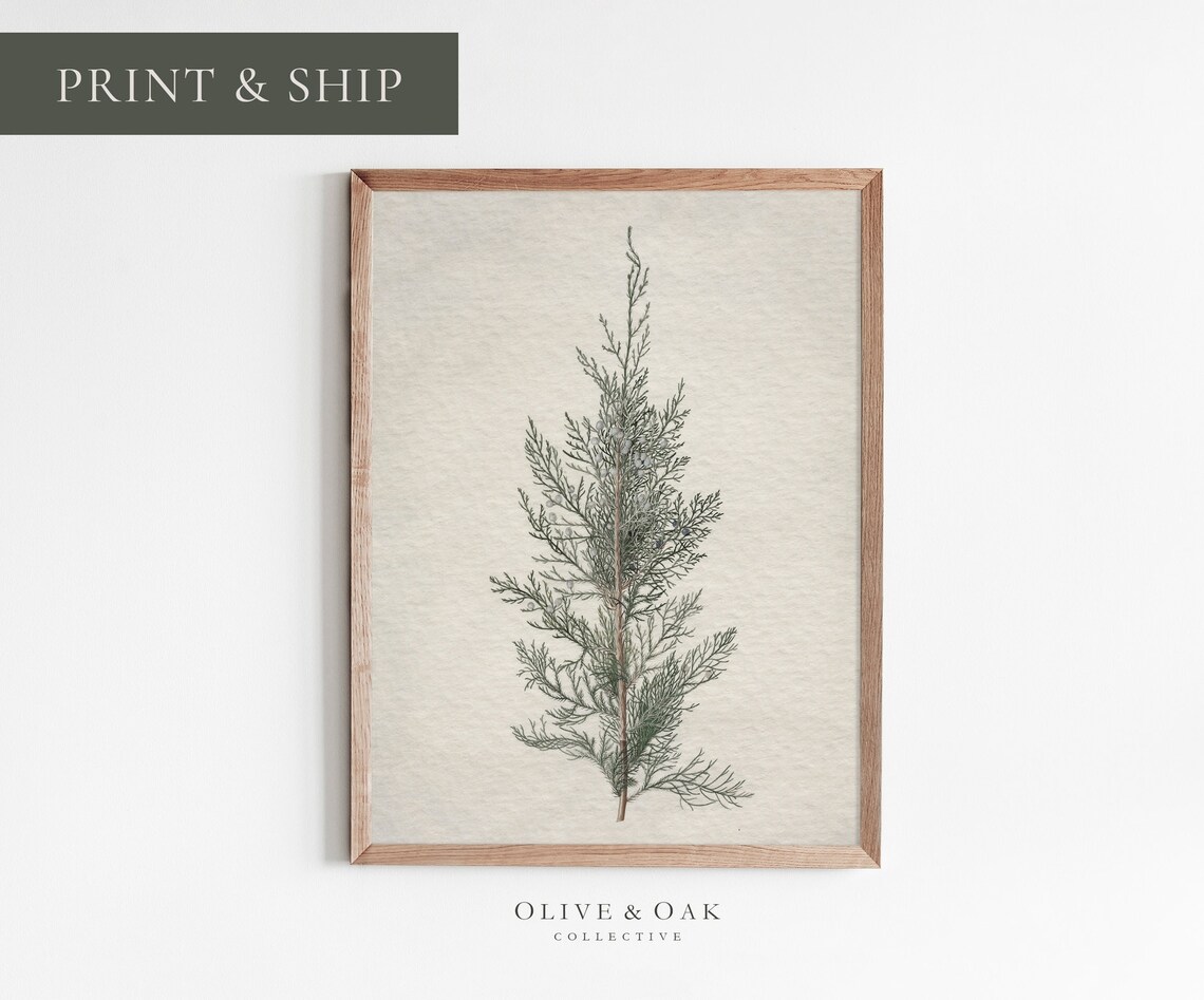 Winter Botanical, Juniper Tree Branch Drawing