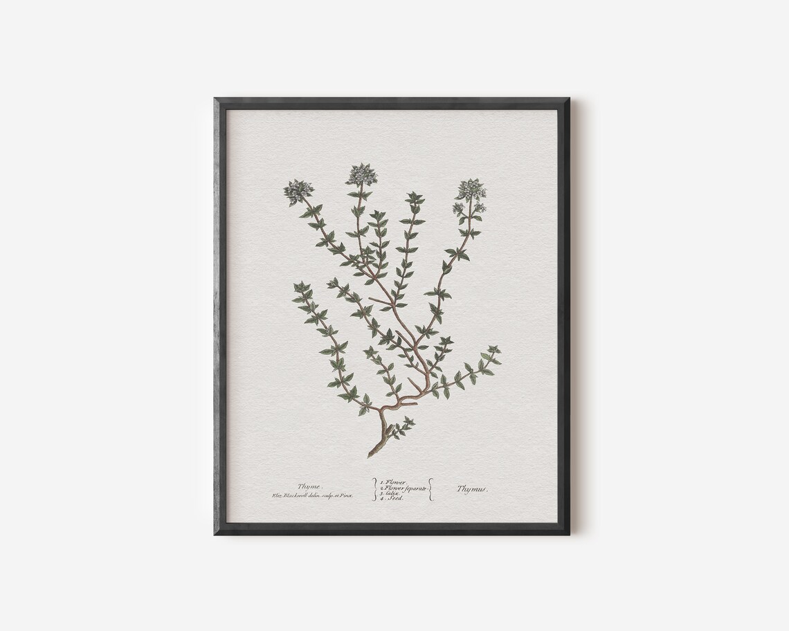 Thyme Drawing Kitchen Art Print, Herbal Wall Art - Image 2