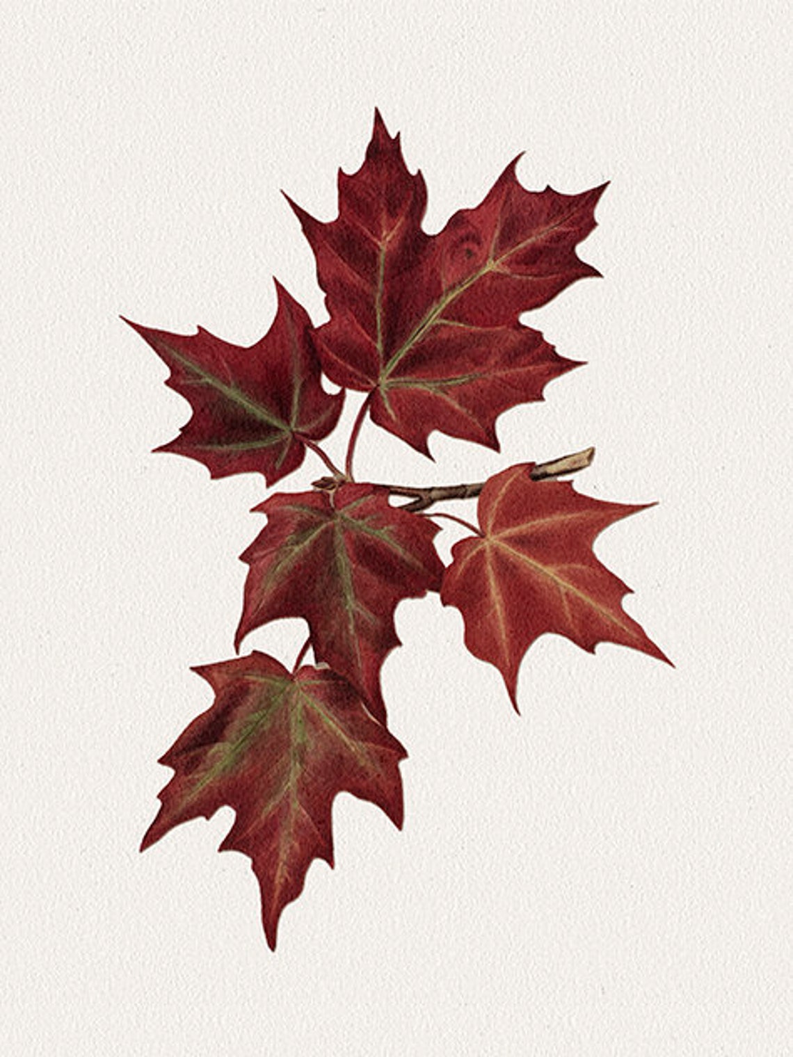 Maple Branch Drawing, Vintage Botanical Art Print - Image 3