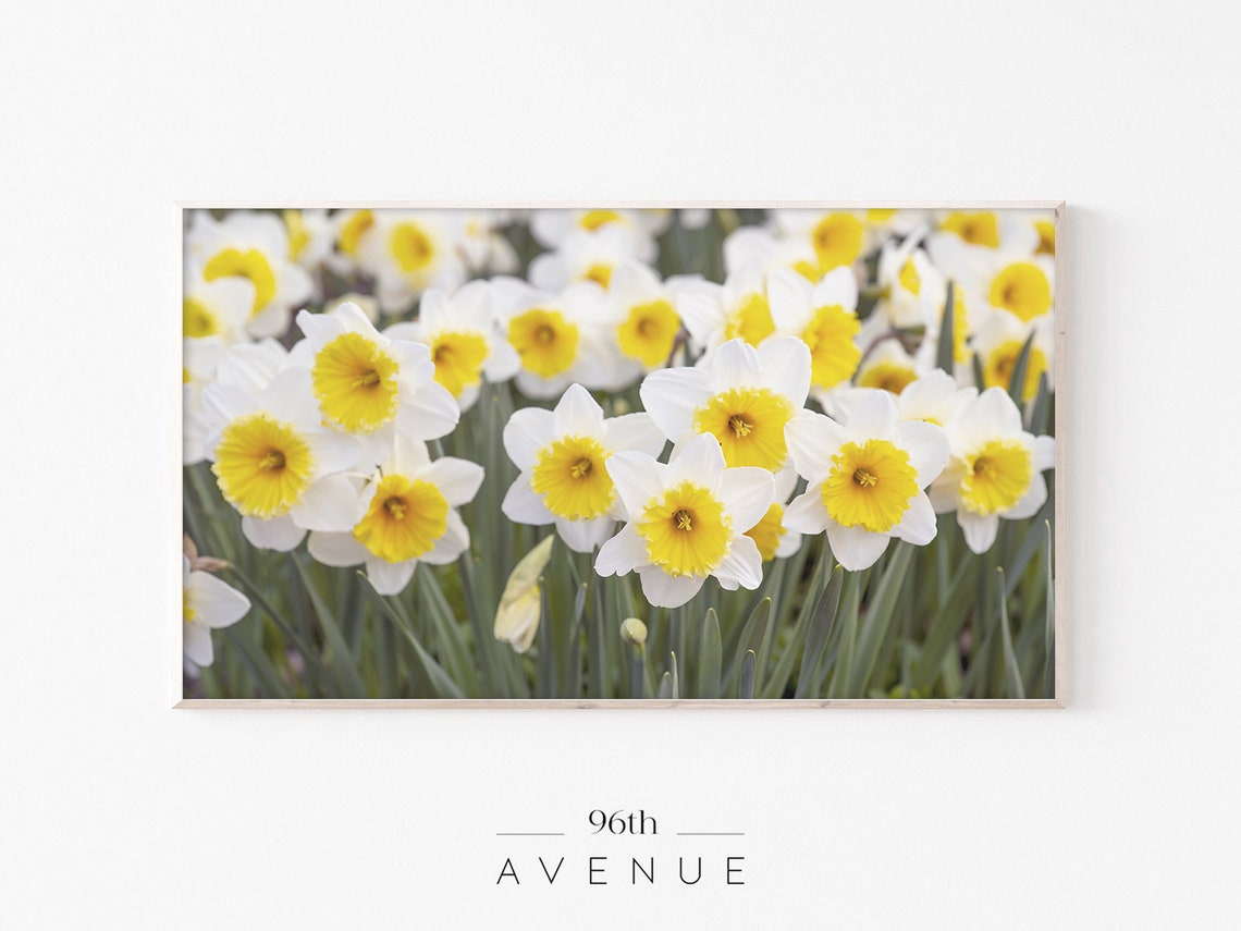 Daffodil Flower Art for TV