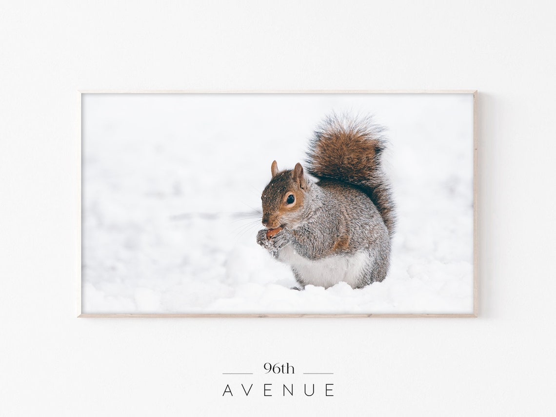 Squirrel Woodland Animal Art Print