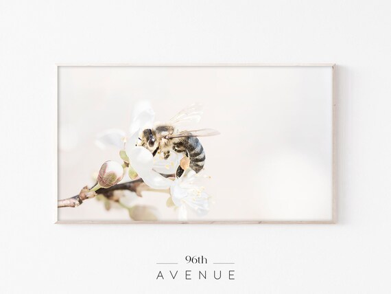 Honeybee White Blossom Macro Photo Minimalist Spring Art Poster