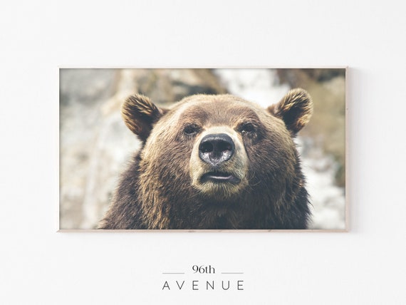 Grizzly Bear Art Print