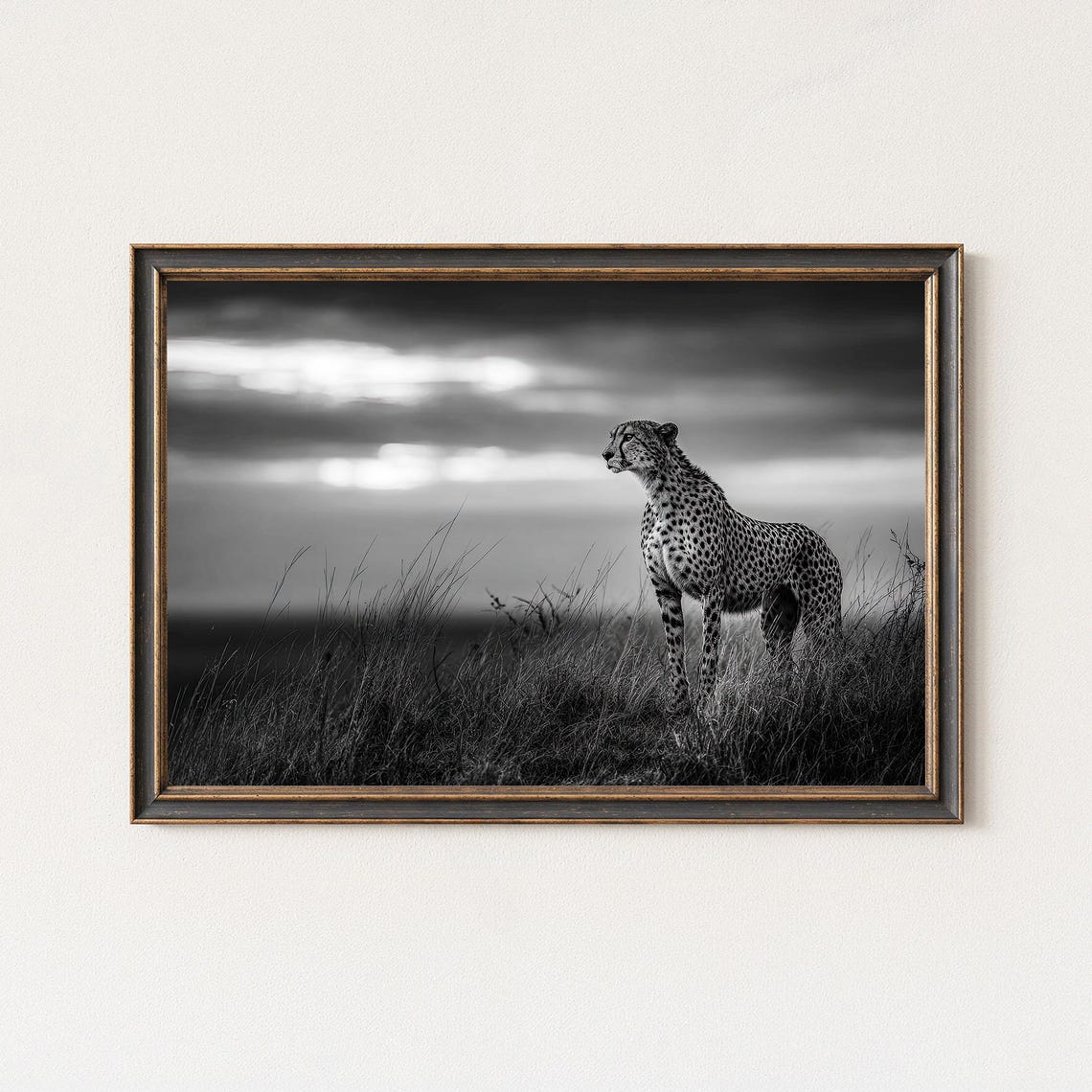 Cheetah Standing In Tall Grass Black And White Safari Poster