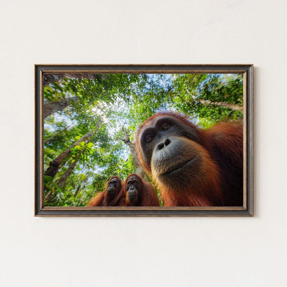 Wild Orangutans Photography Print Borneo Jungle Wall Art