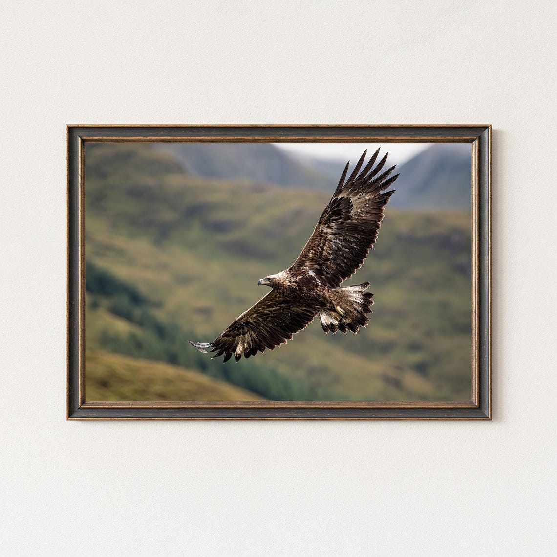 Golden Eagle Soaring Over Green Mountains Majestic Raptor Photo Poster