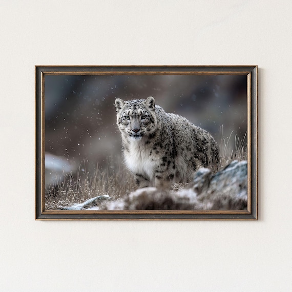 Snow Leopard Photography Print Himalayan Wildlife Wall Art