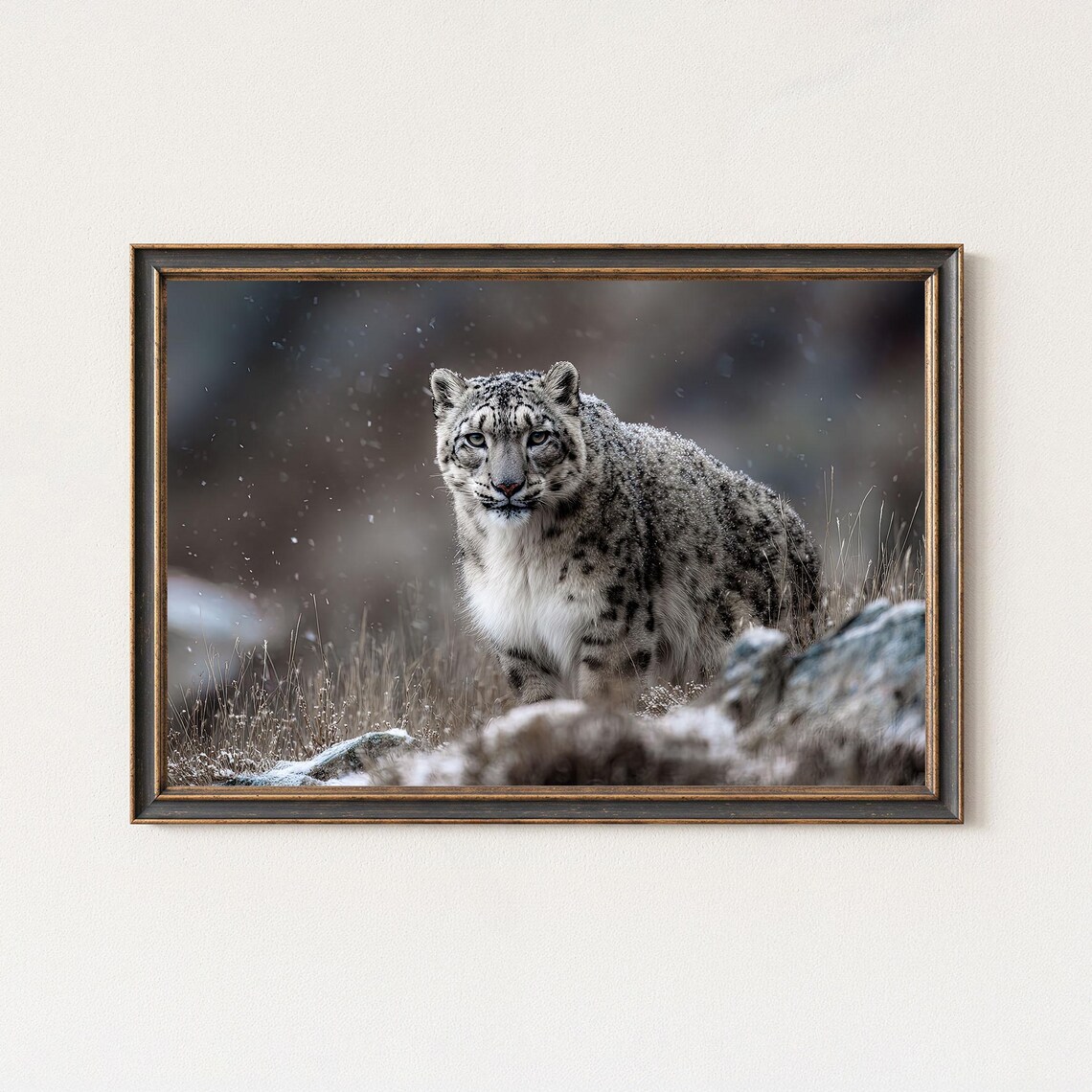 Snow Leopard Photography Print Himalayan Wildlife Wall Art